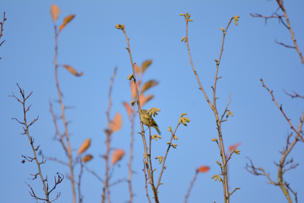 králíček americký - ML644569666