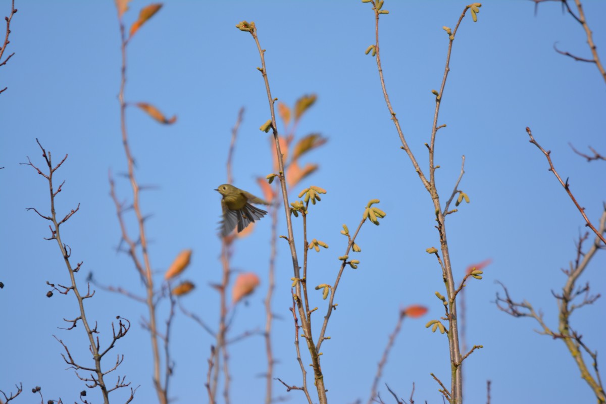 králíček americký - ML644569667