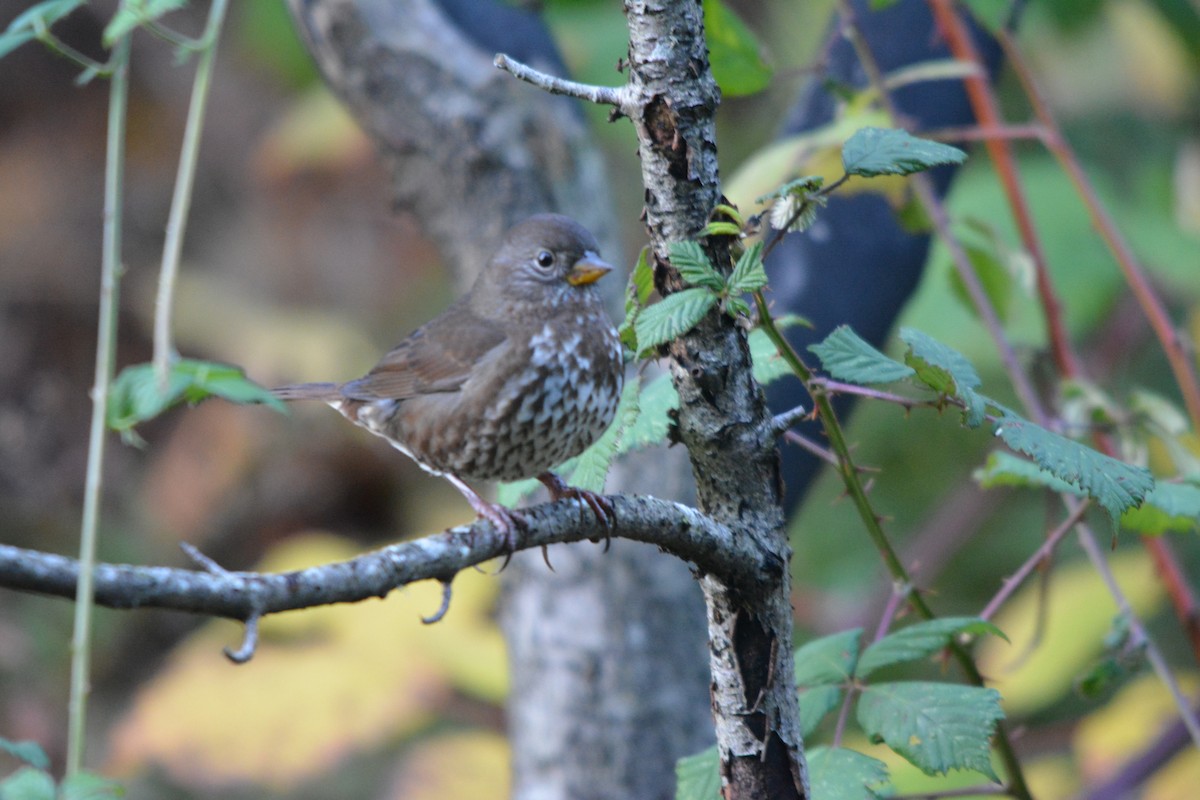 strnadec zpěvný - ML644569672