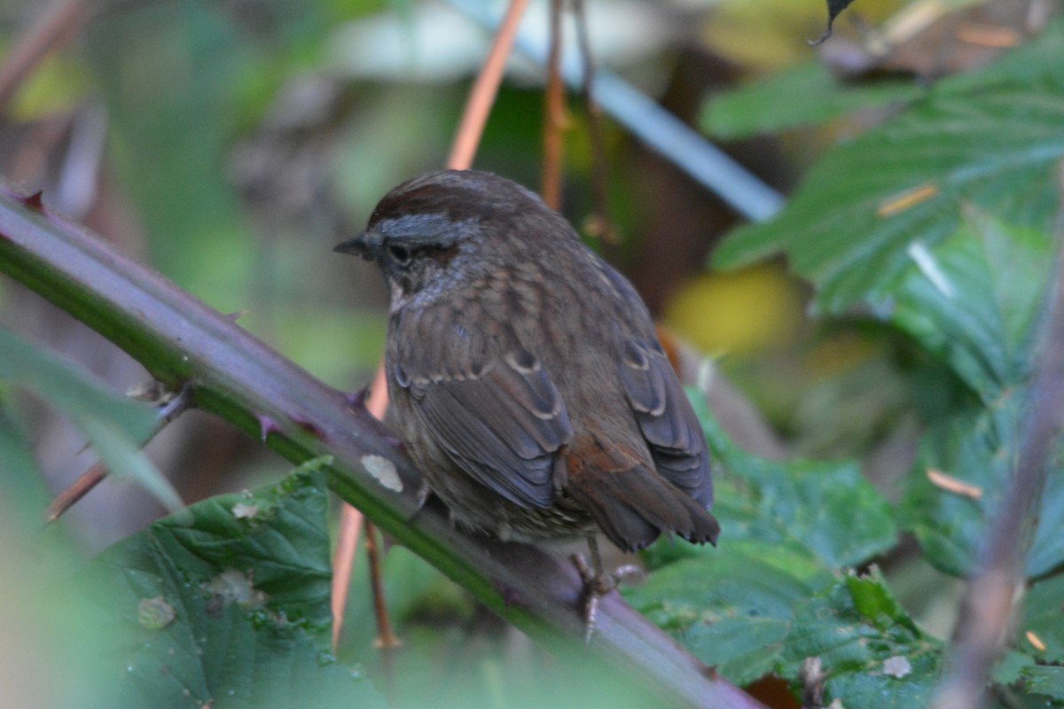 strnadec zpěvný - ML644569674