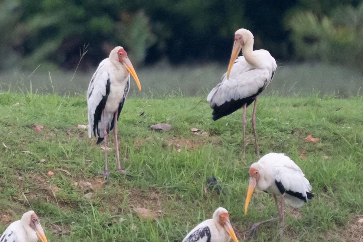 Milky Stork - ML644569678