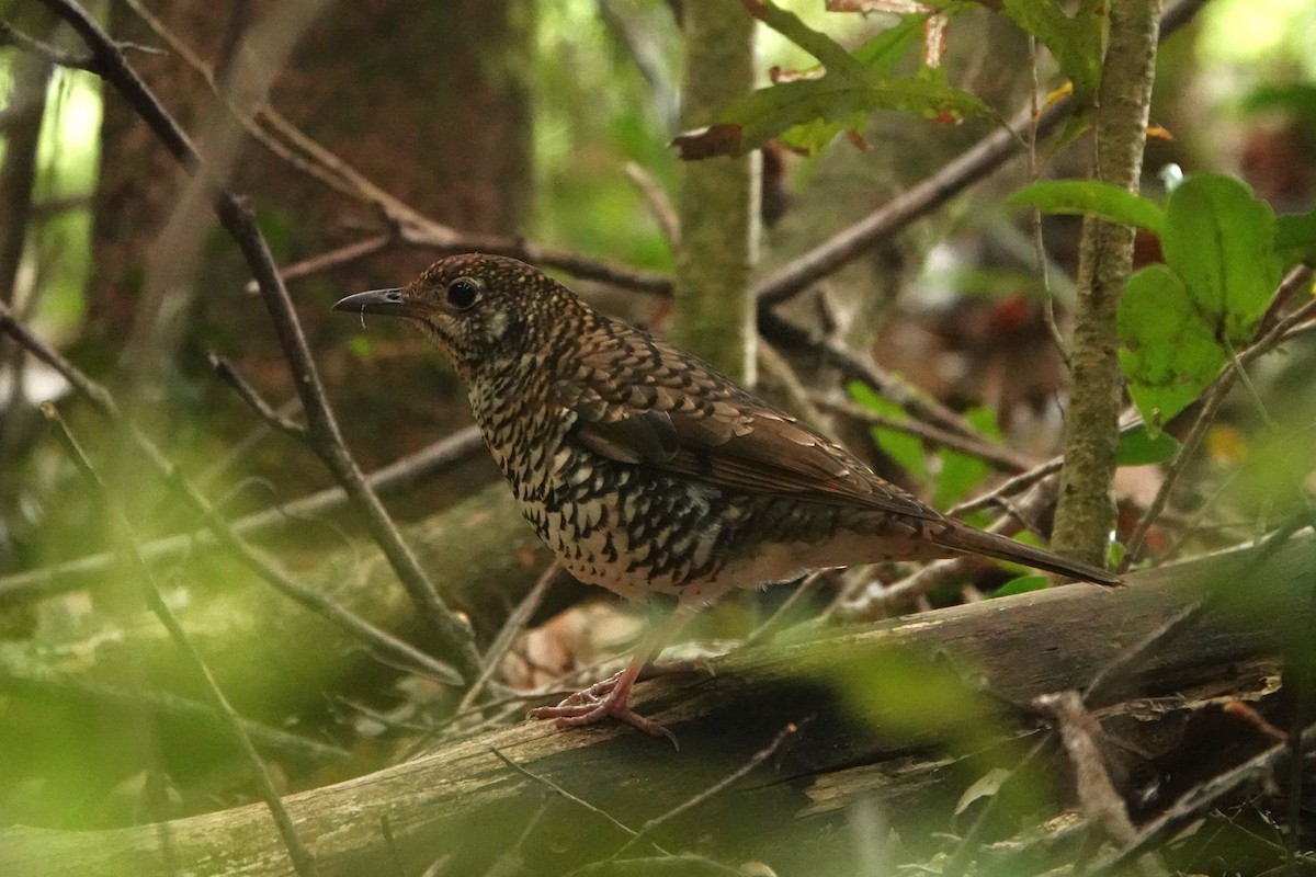 Russet-tailed Thrush - ML644569683