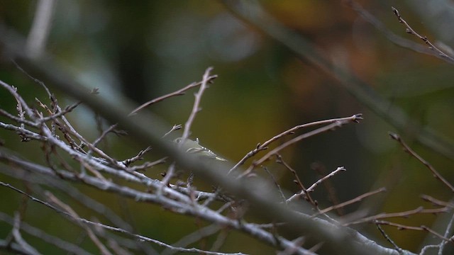 Erregetxo mottogorria - ML644569684