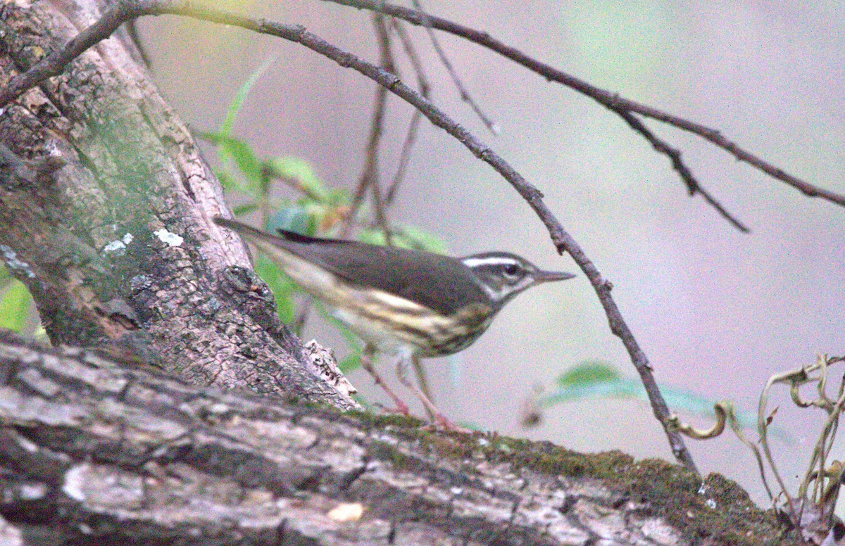 Louisiana Waterthrush - ML644569685