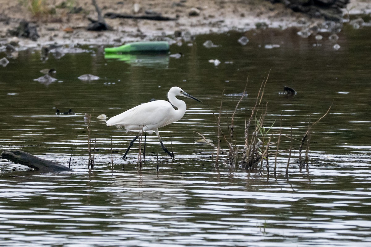 Little Egret - ML644569687