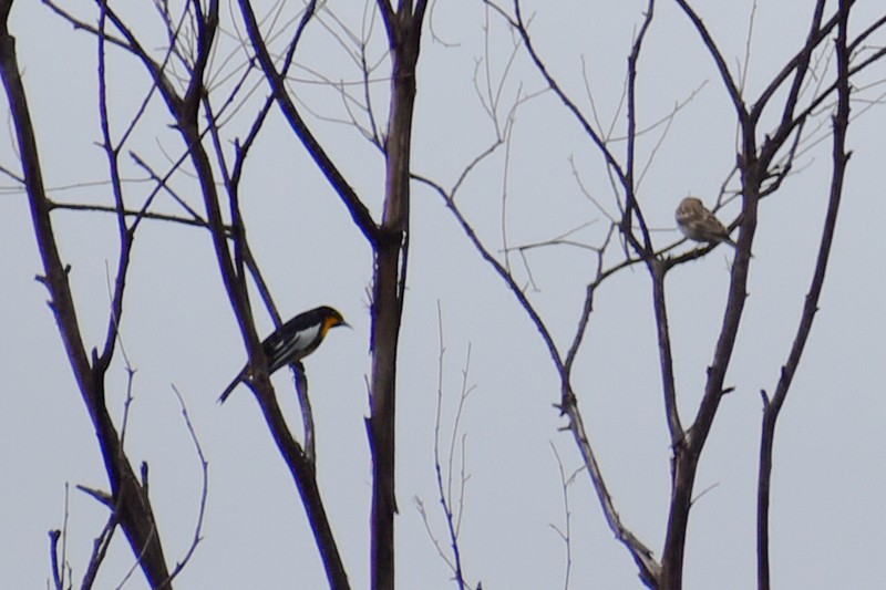 Мексиканский трупиал - ML644569695