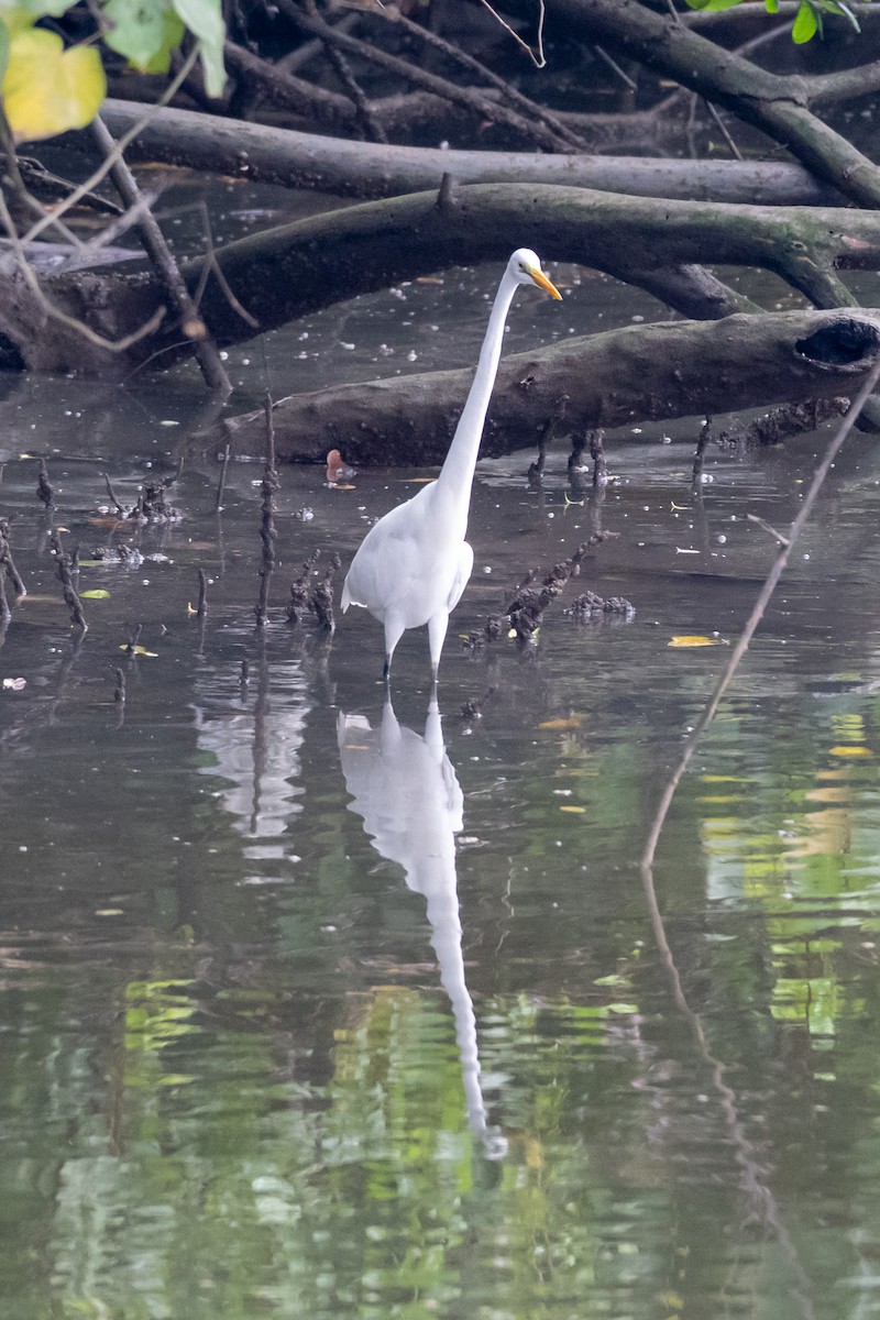 egretthegre - ML644569696