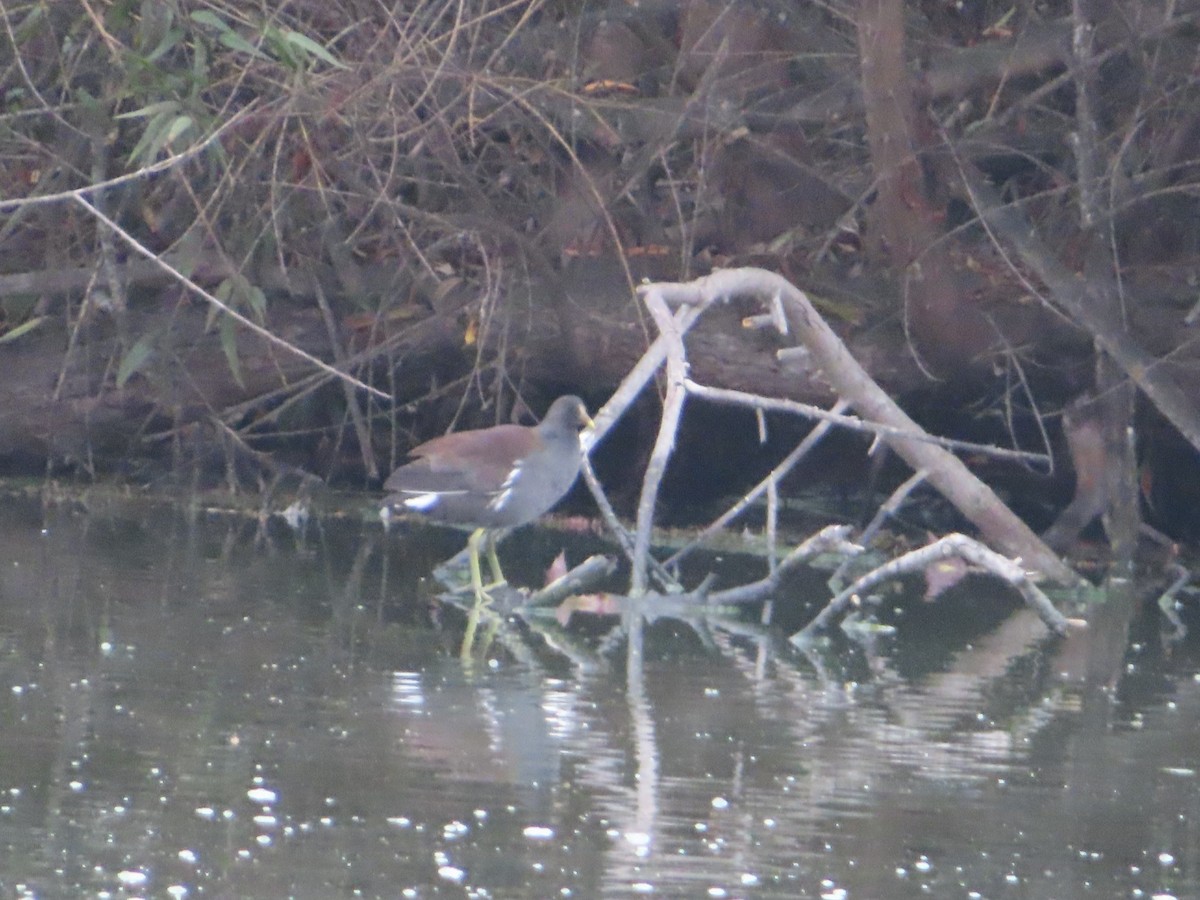 סופית אמריקנית - ML644569698