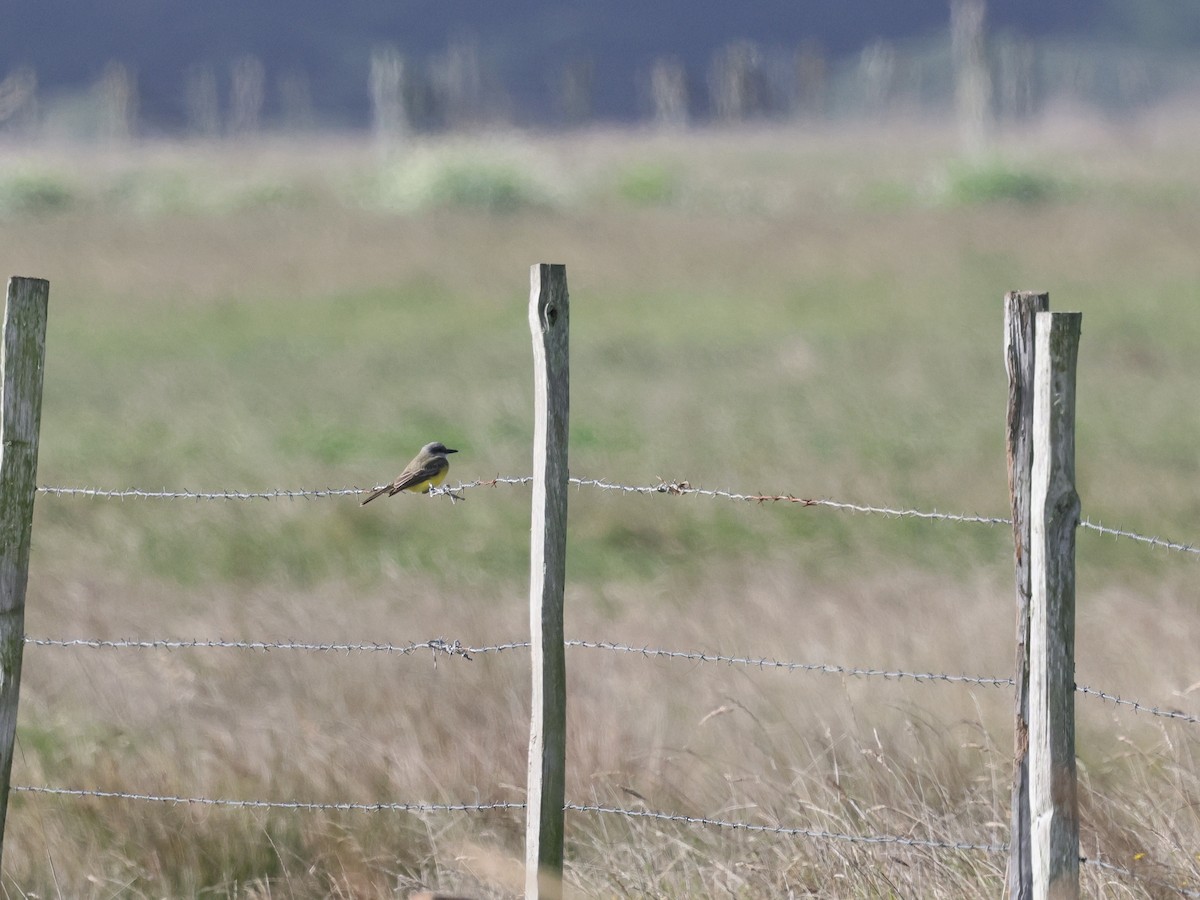 Tyran mélancolique - ML644569701