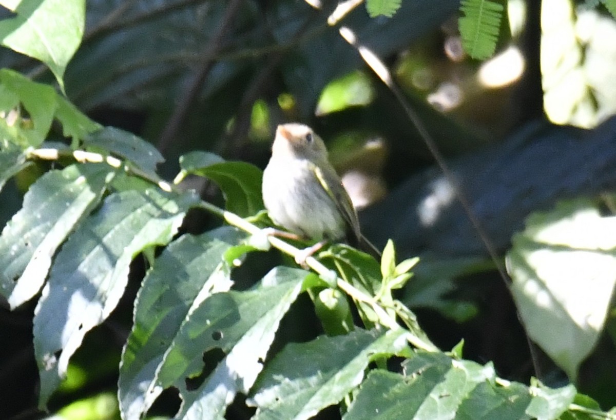 Fork-tailed Pygmy-Tyrant - ML644569702
