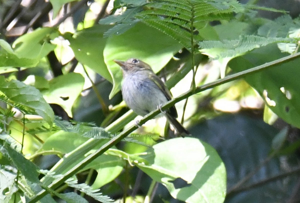 Fork-tailed Pygmy-Tyrant - ML644569703