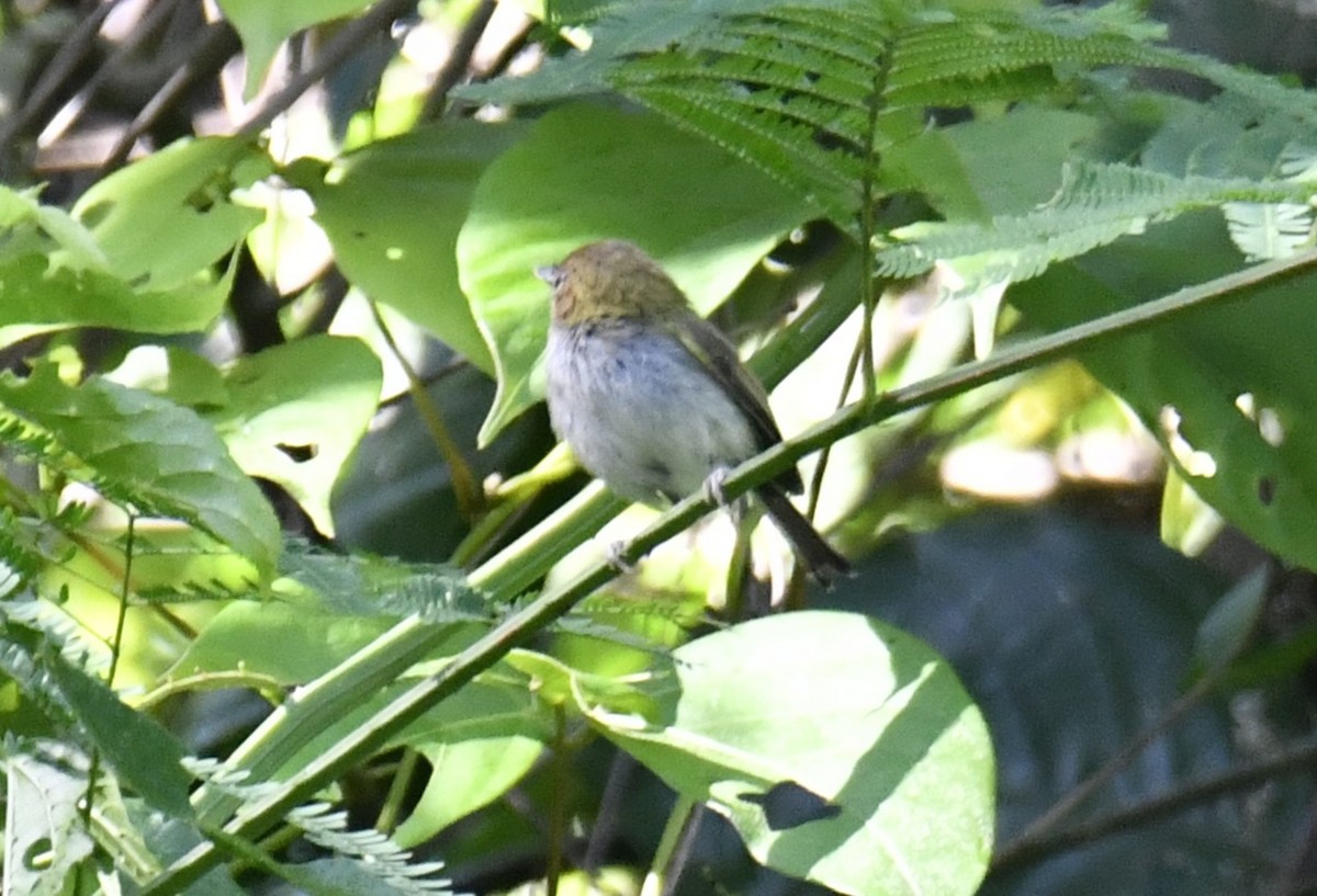 Fork-tailed Pygmy-Tyrant - ML644569704