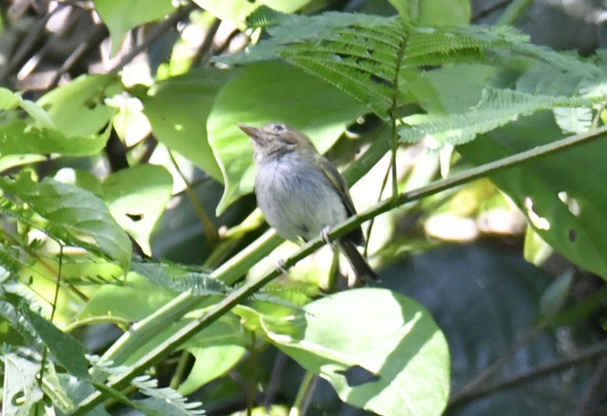 Fork-tailed Pygmy-Tyrant - ML644569705