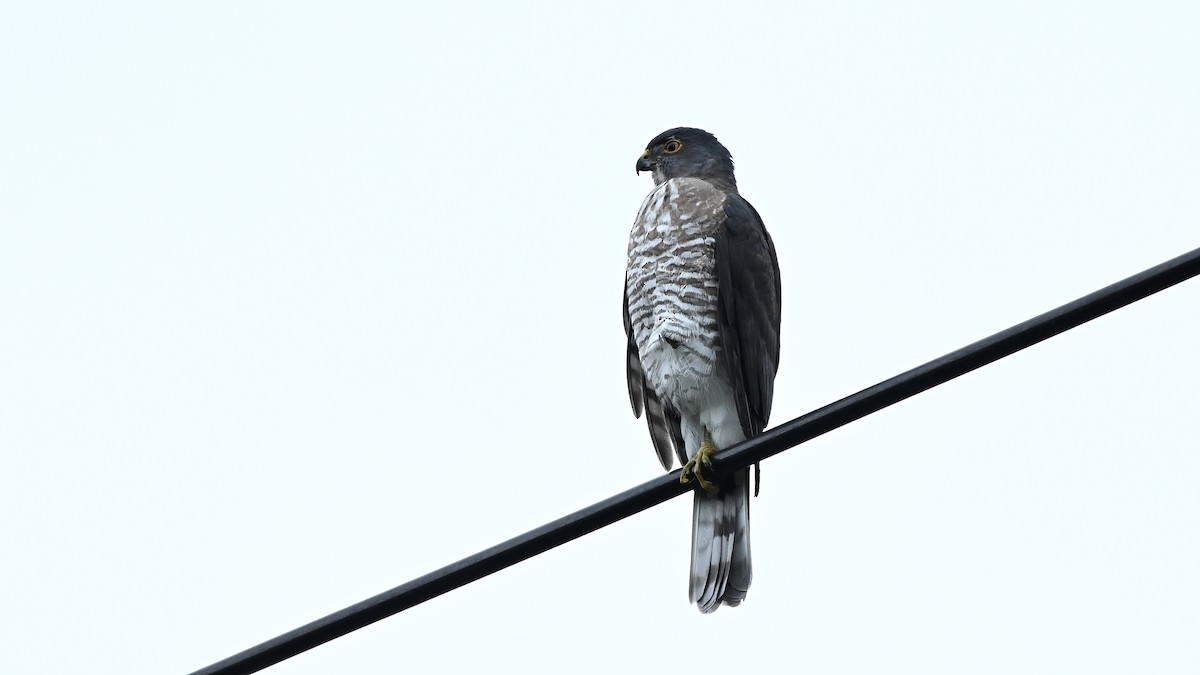 Индийский перепелятник - ML644569708