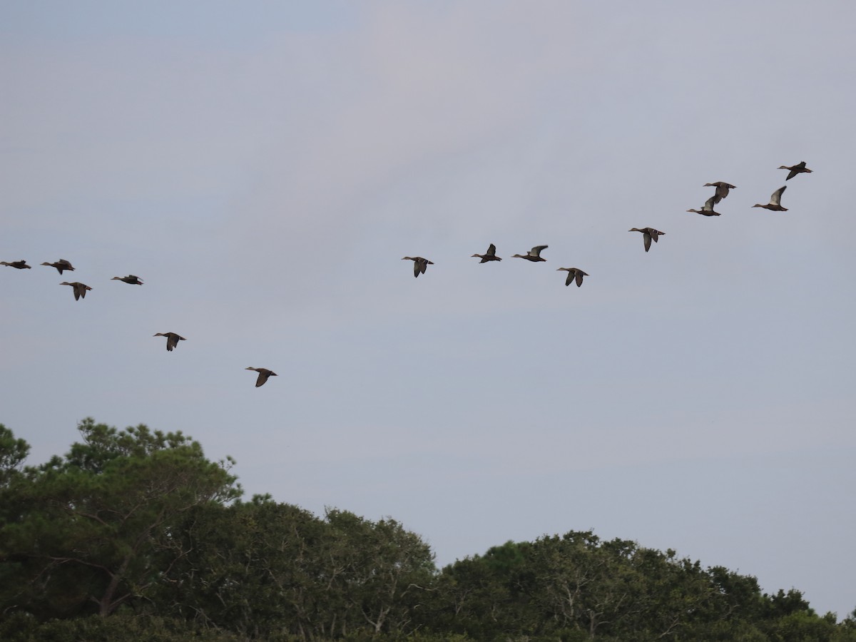 Mallard/Mottled Duck - ML64456971