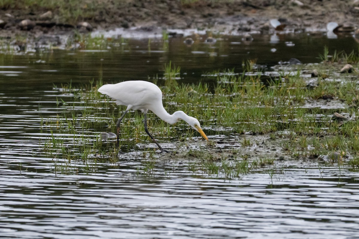 duskhegre - ML644569711