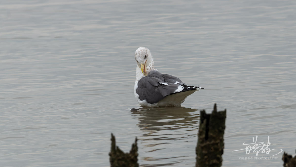 Lesser Black-backed Gull - ML644569713