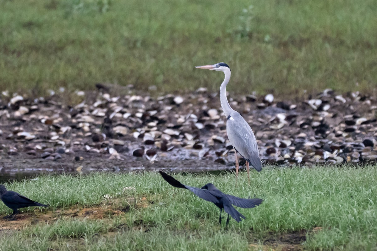 gråhegre - ML644569715