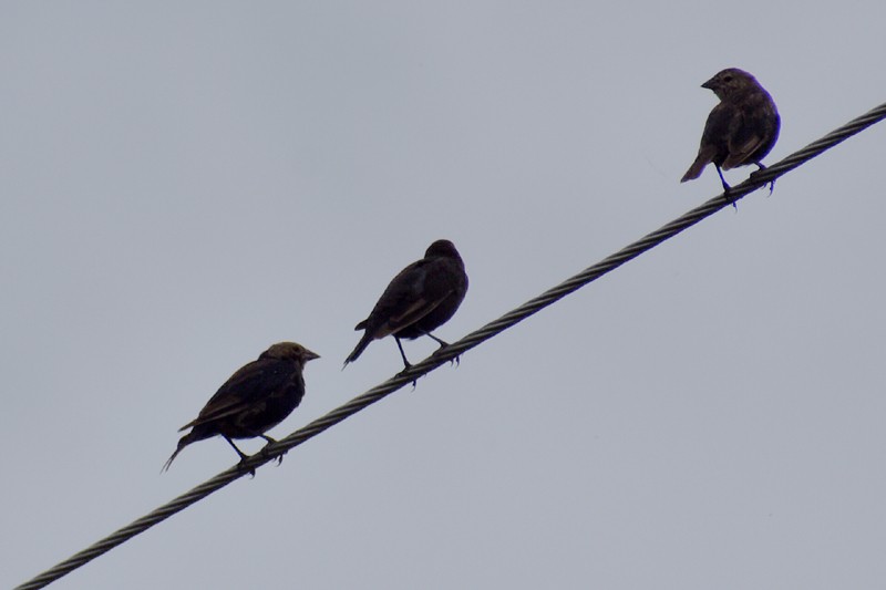 Brown-headed Cowbird - ML644569717