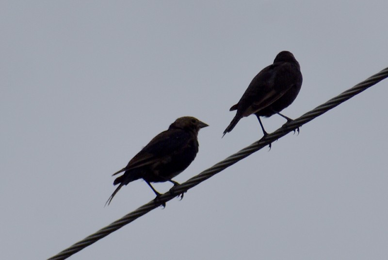 Brown-headed Cowbird - ML644569718