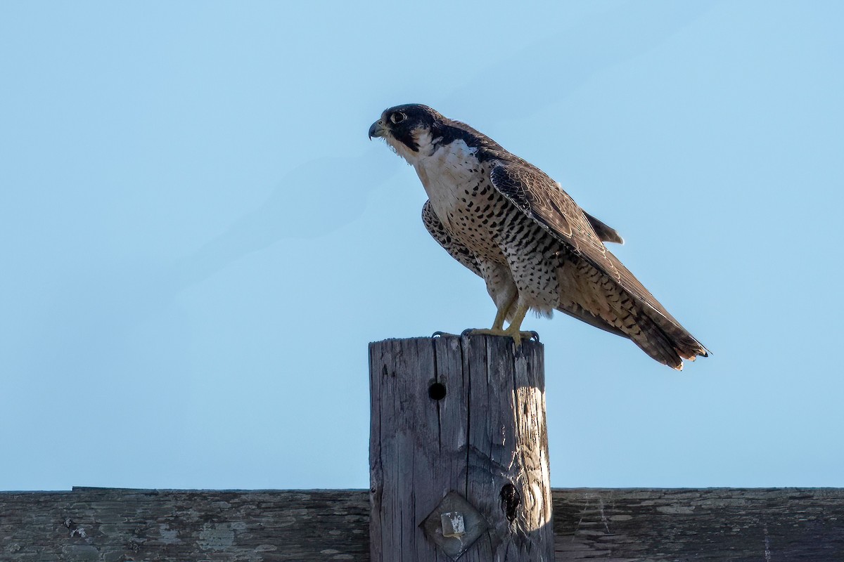 vandrefalk - ML644569719