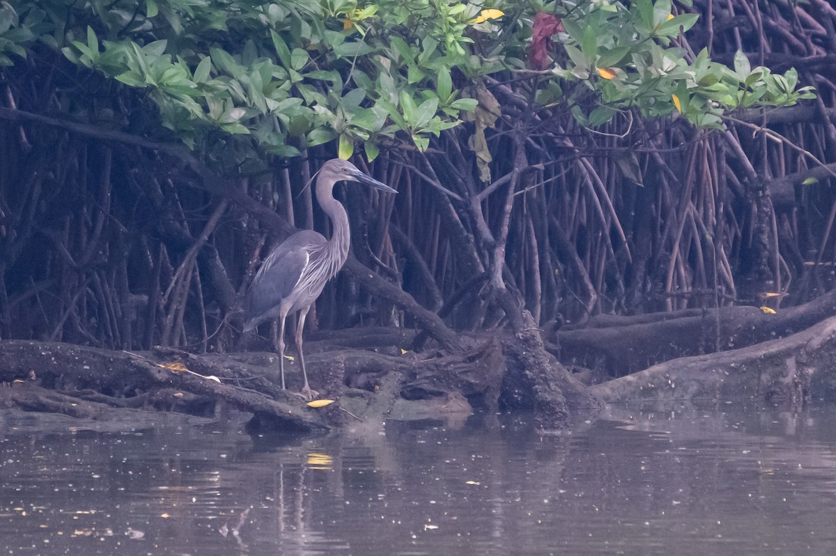 sotvingehegre - ML644569721