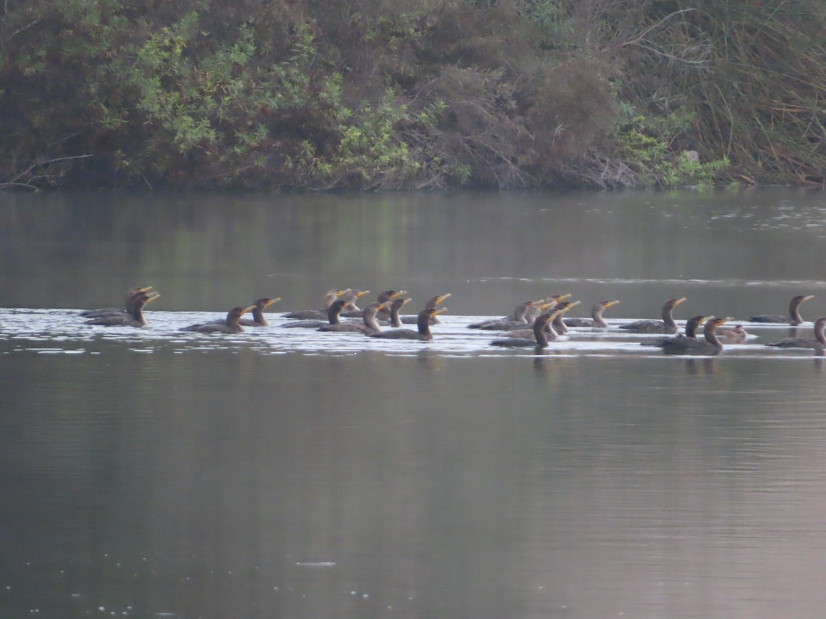 Double-crested Cormorant - ML644569727