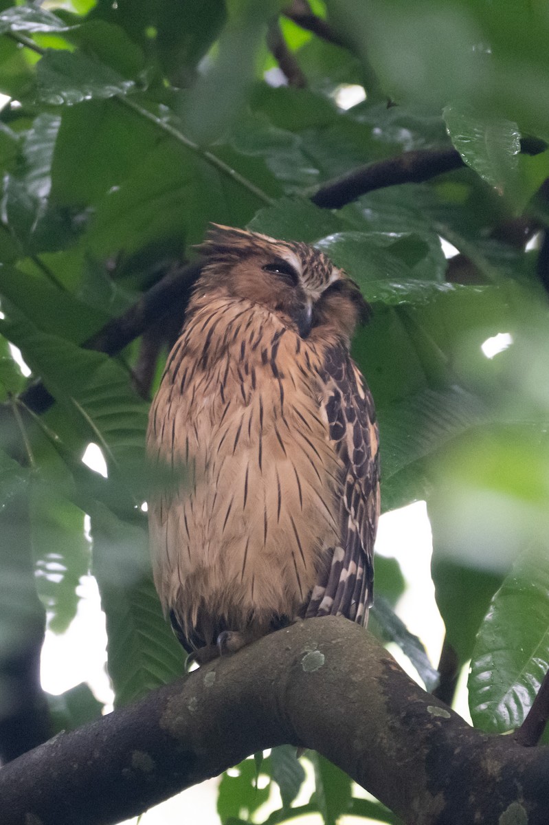 malayfiskeugle - ML644569728