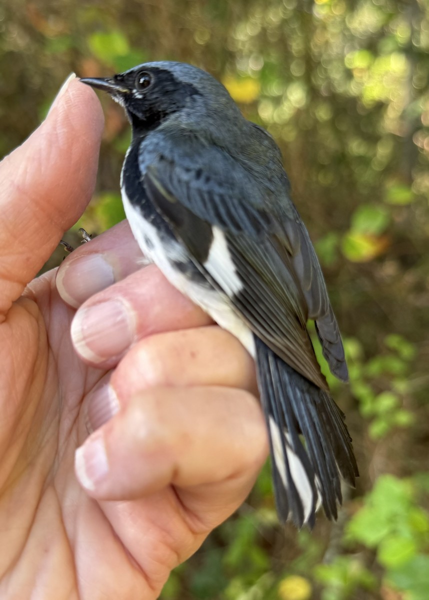 Mavi Sırtlı Ötleğen - ML644569729