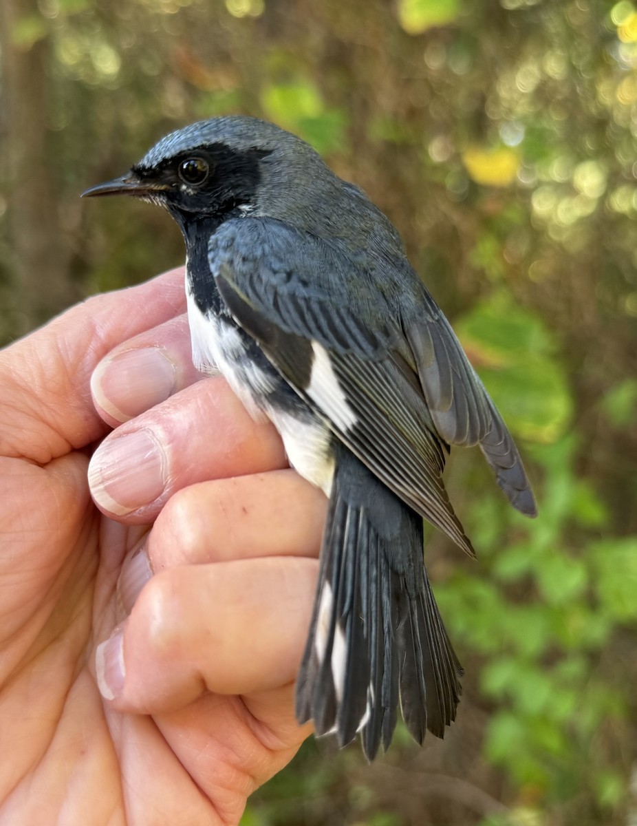 Mavi Sırtlı Ötleğen - ML644569733