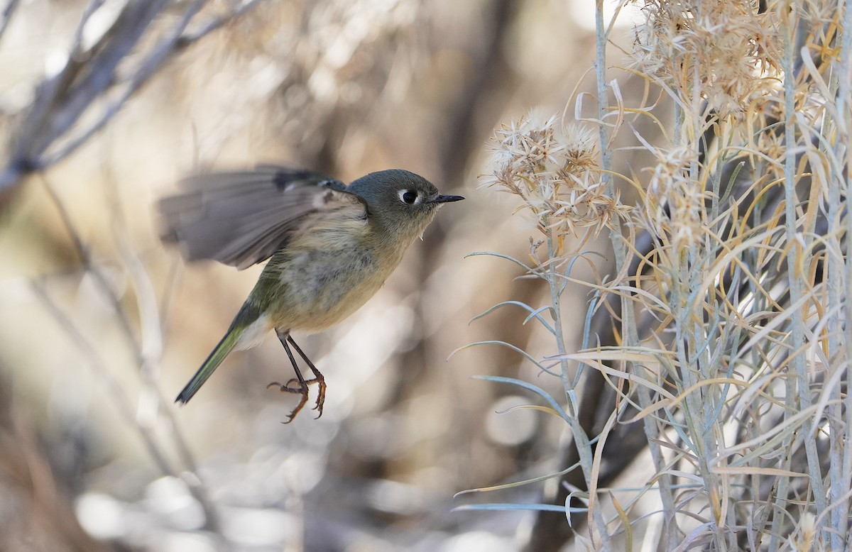 Золотомушка рубіновочуба - ML644569740