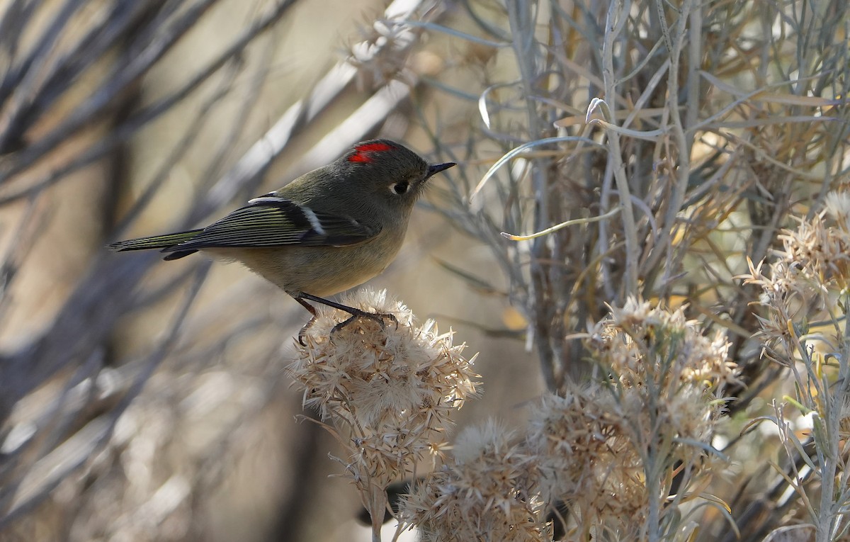 Золотомушка рубіновочуба - ML644569741