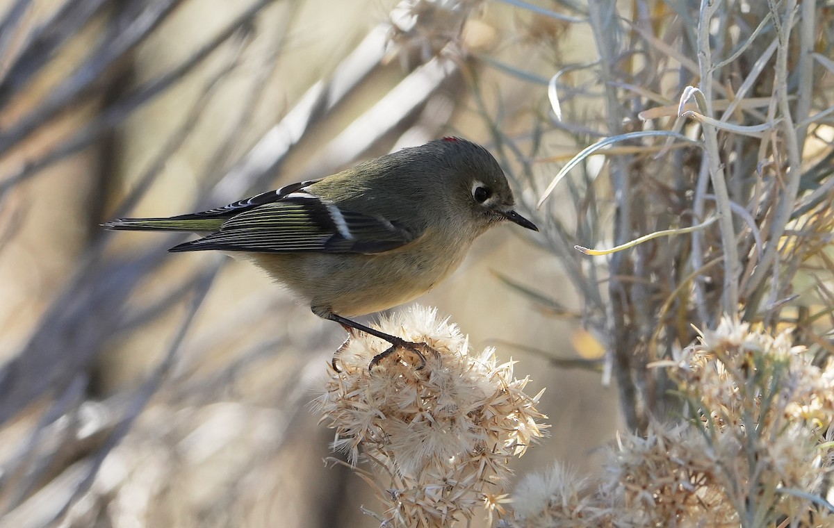Золотомушка рубіновочуба - ML644569742