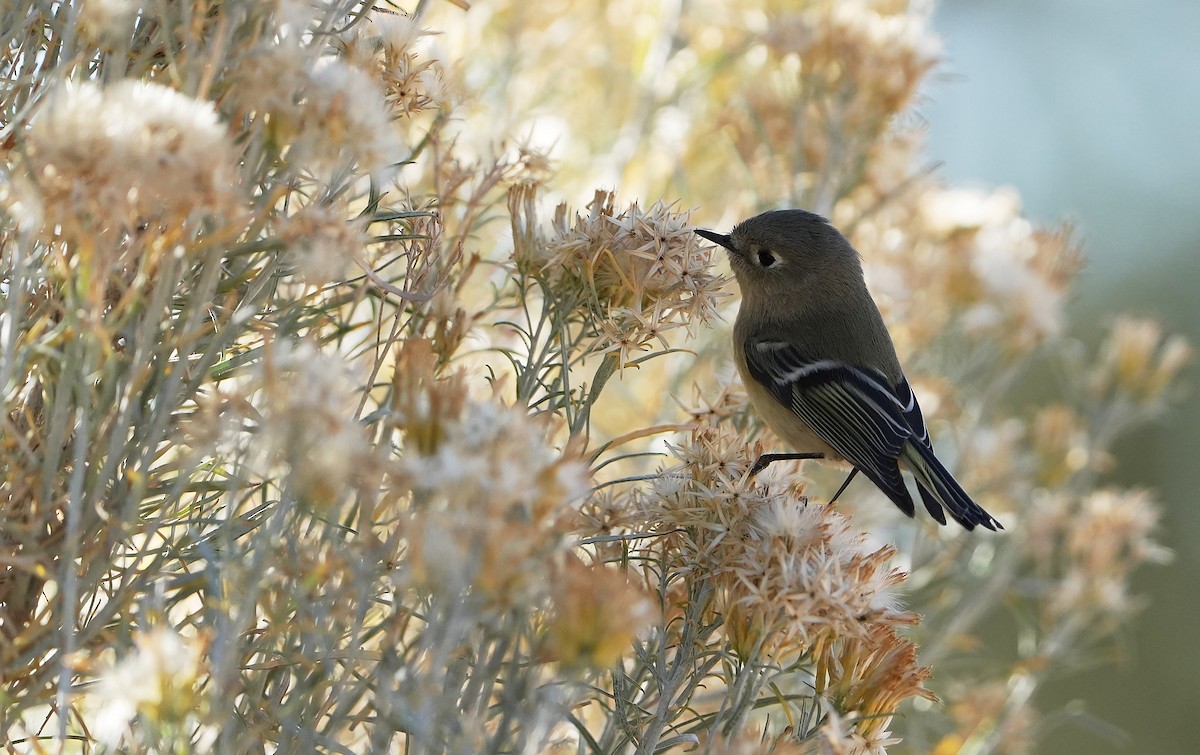 Золотомушка рубіновочуба - ML644569743