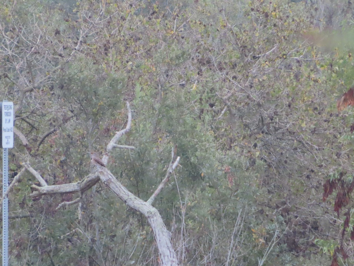 Northern Flicker (Red-shafted) - ML644569754