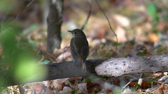 Hermit Thrush - ML644569755