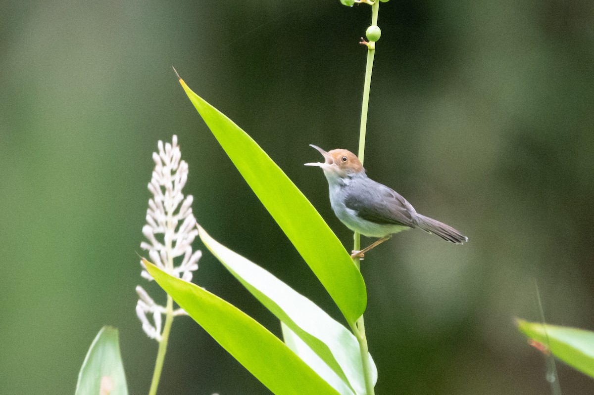 askeskredderfugl - ML644569756