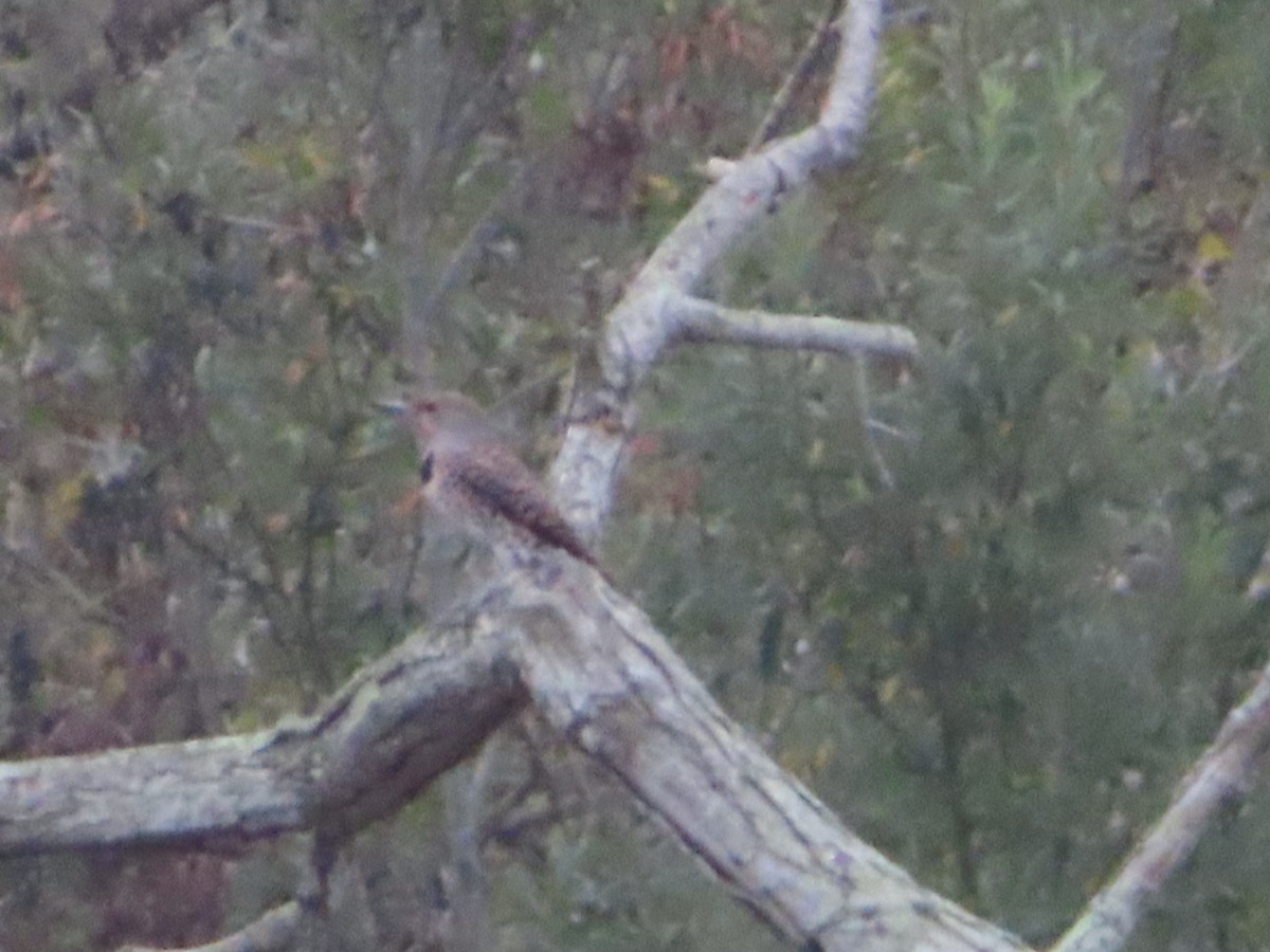 Northern Flicker (Red-shafted) - ML644569757