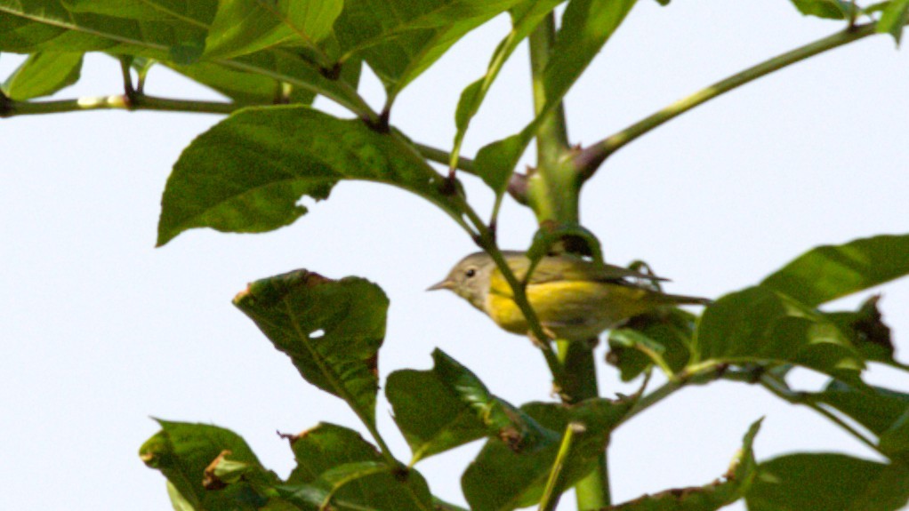 Nashville Warbler - ML644569760