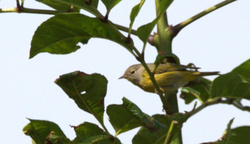 Nashville Warbler - ML644569761