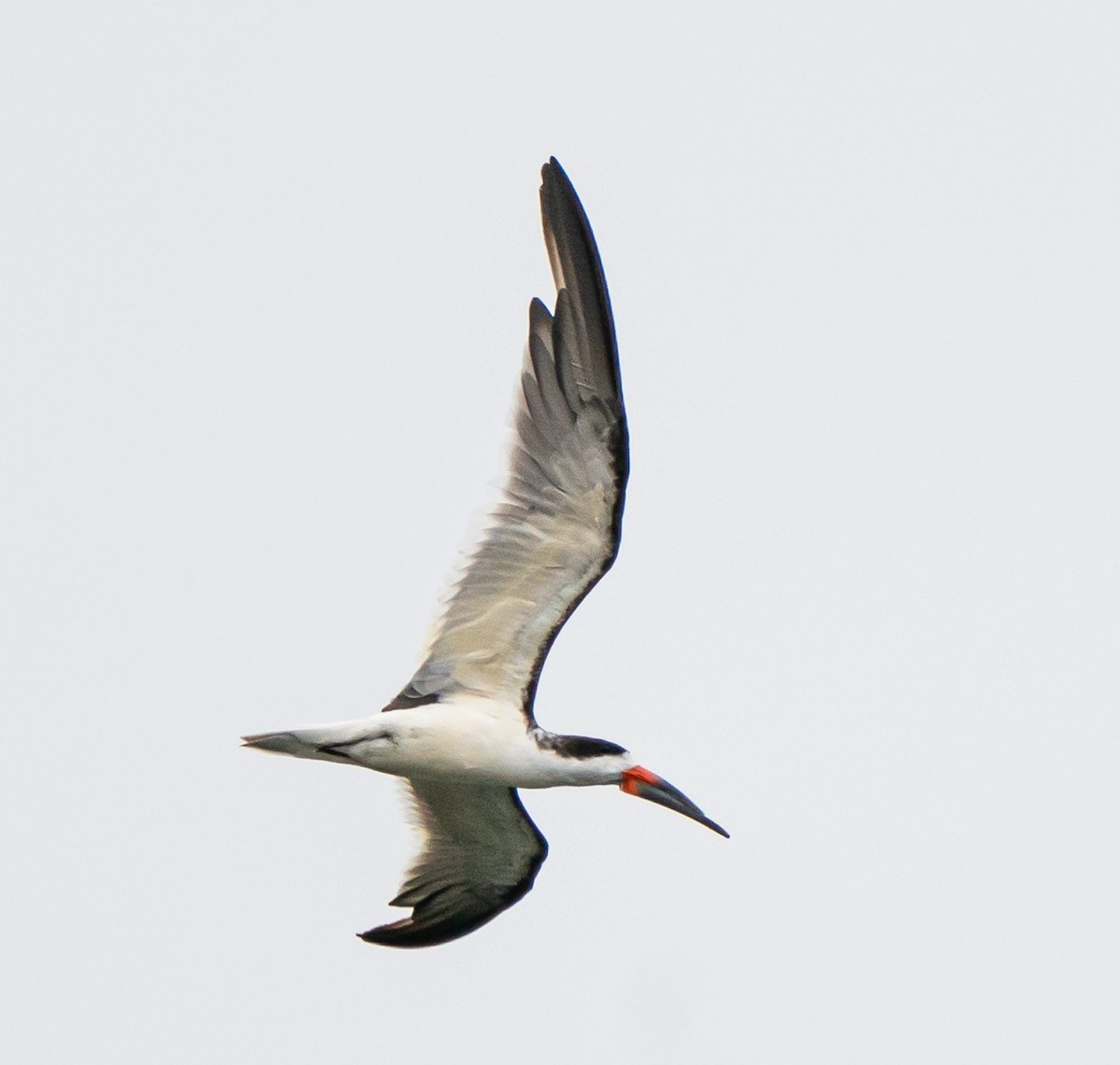 Водоріз американський - ML644569765