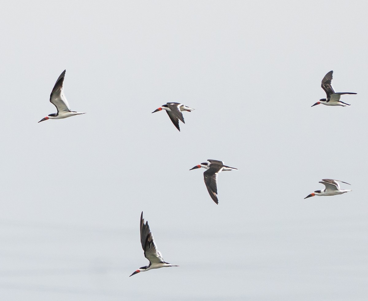 Водоріз американський - ML644569766