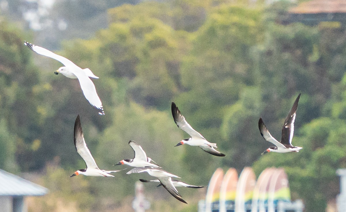 Водоріз американський - ML644569768