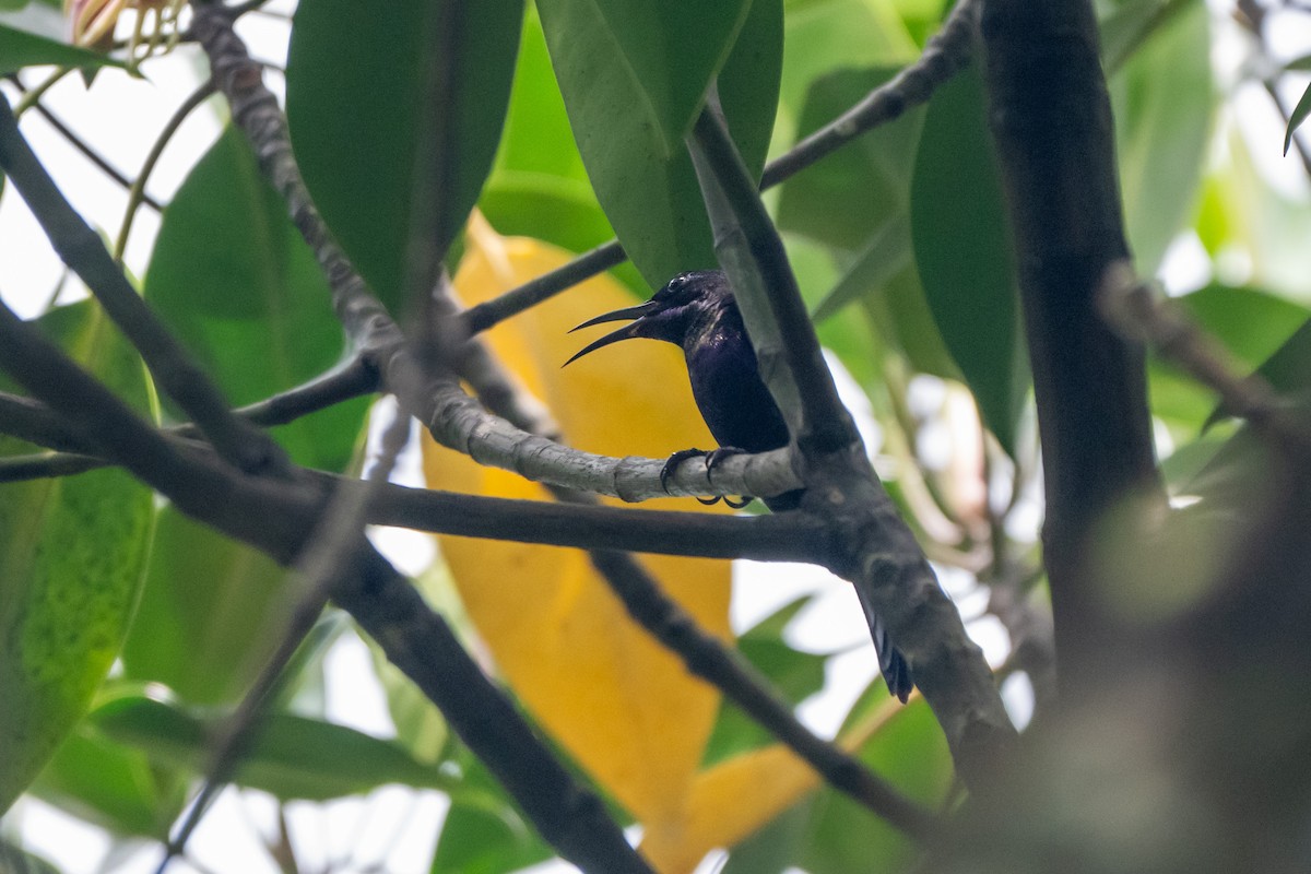 kobberstrupesolfugl - ML644569775