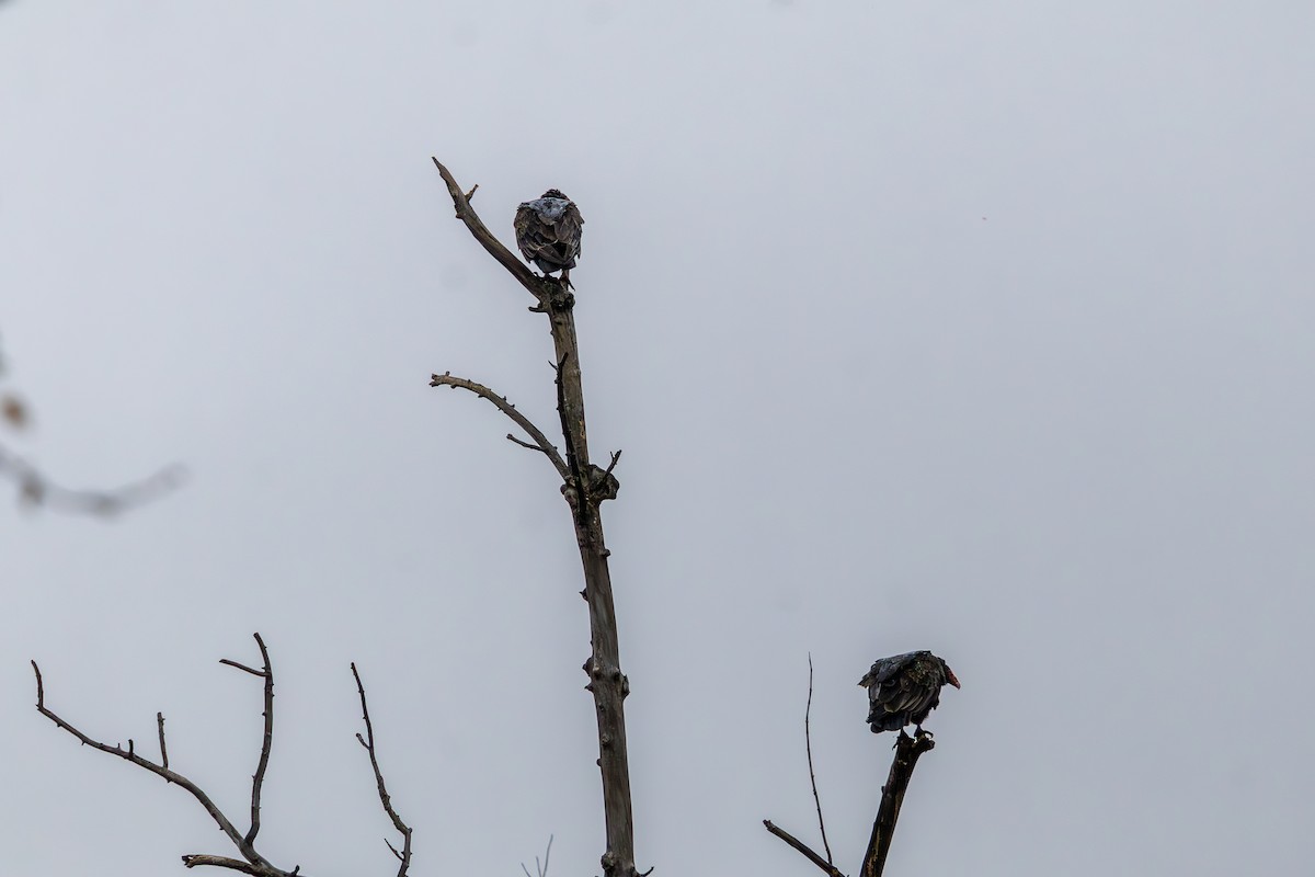 Urubu à tête rouge - ML644569776