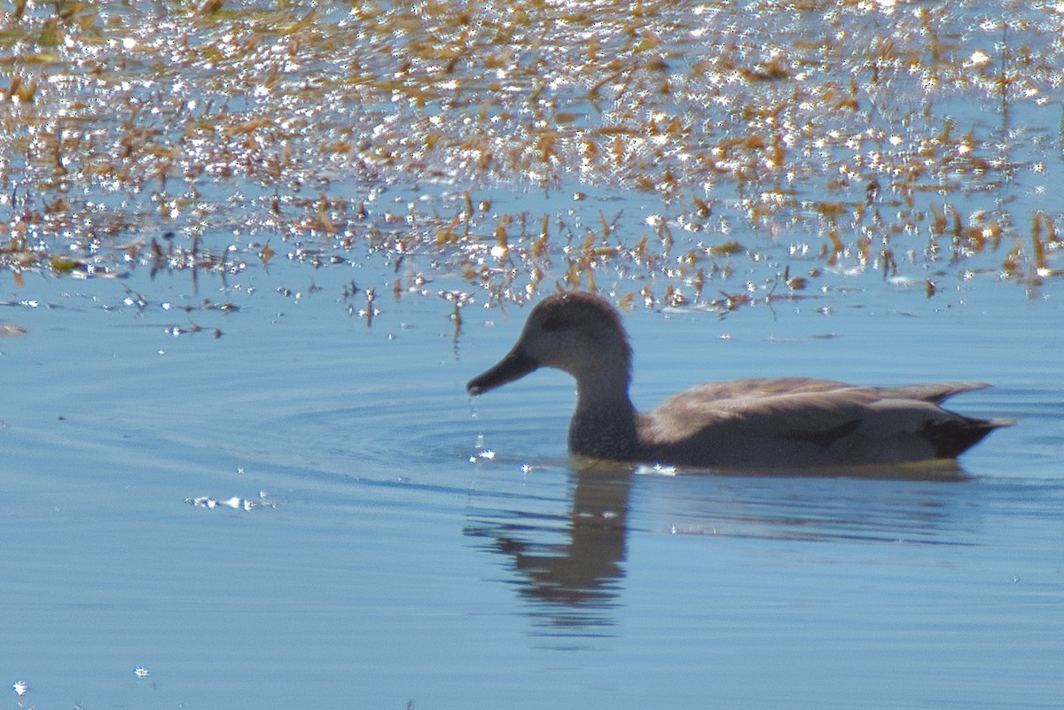 Gadwall - ML644569781