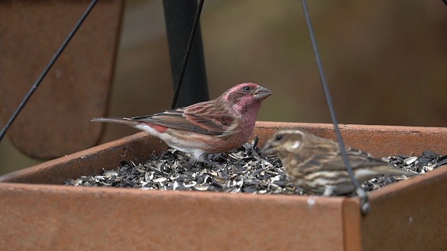 Purple Finch - ML644569784
