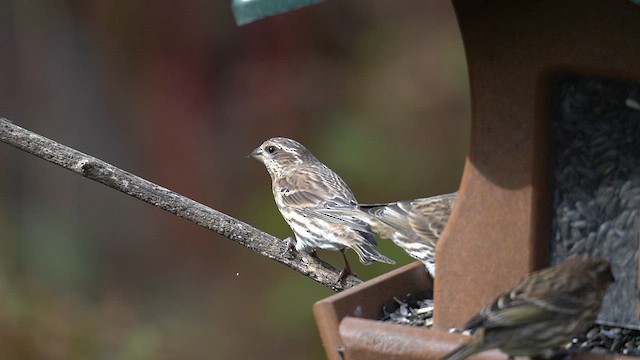 Purple Finch - ML644569786