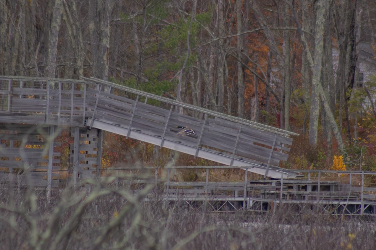 Зэрлэг нугас - ML644569788