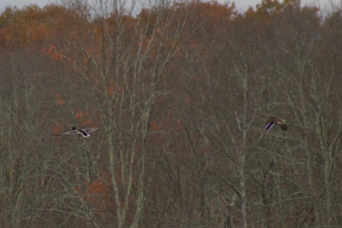 Зэрлэг нугас - ML644569789